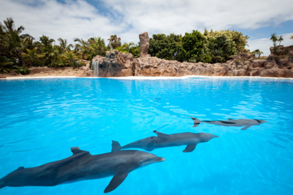 Tenerife dolphins