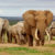 Suedafrika Elefanten